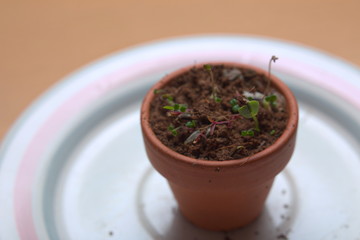 Macro of various flower sprouts in a small pot
