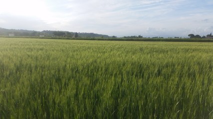 Campo di grano verde