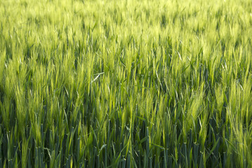 Lavender fields in Köröshegy, Hungary near Lake Balaton