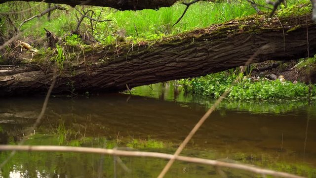 a stream / river flowing through a forest, tree lying across the river