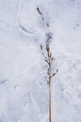 Grass Frozen in Ice
