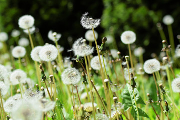 Dandelions during springtime