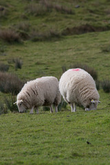 Fototapeta premium Irish Hill Sheep Grazing