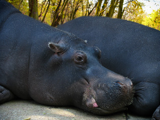 Portrait of a hippopotamus floating on the water