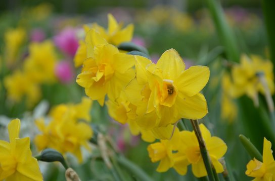 Narzissen - Osterglocken blühen im Garten