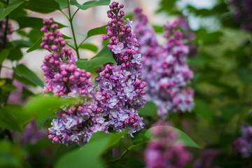 Obraz premium lilac Предложить исправление 
