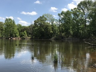 Calm Day at the lake