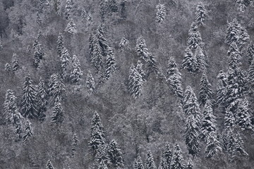 Coniferous mountain forest on a snowy day