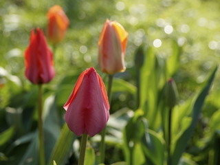 Rote Tulpe