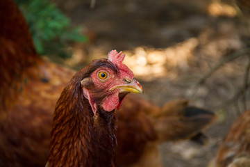 Chicken In Thought