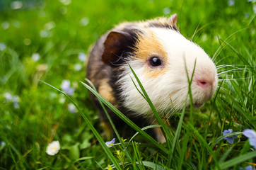 guinea pig walks in the fresh air and eating