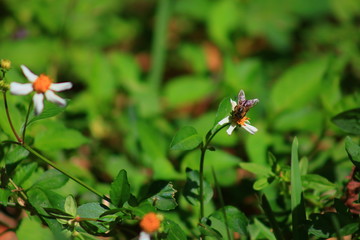 Honey Bee