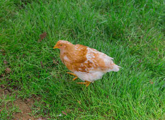 Los encantos de Arrazola ( Atxondo )