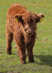 Wide angle shot of a highland calf