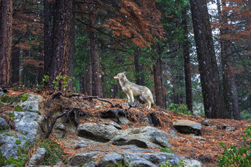 Coyote during snowfall at Yosemite National Park