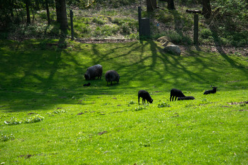 big strong sheep male with long horns