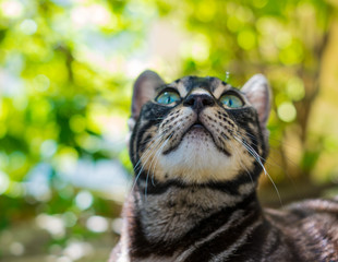 Un adorable chat tigré, avec les yeux verts, qui regard le ciel. Gros plan.