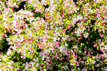 Obraz premium branches of blooming sakura