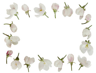 Apple flowers floral pattern isolated on white background. 