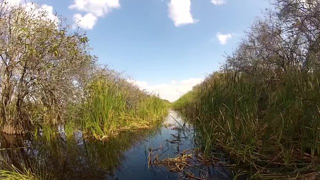 Air boat ride in the Everglades National Park in Florida with aligators in front view