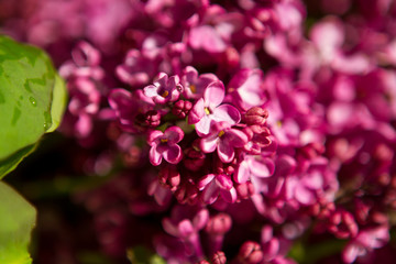 Background of lilacs