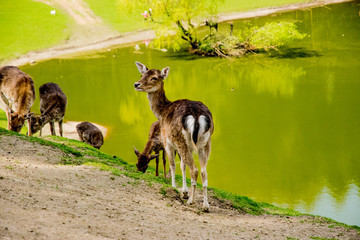 beautiful green view with deers in nature