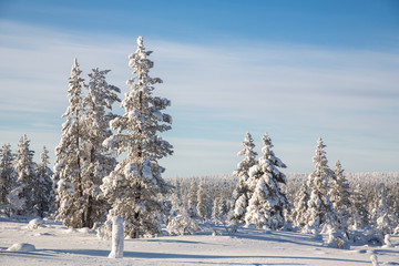 Obraz premium Winter landscape in Lapland, Finland.