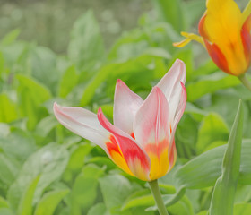 Tulip Mary Ann. Spring garden with Greigii Tulips