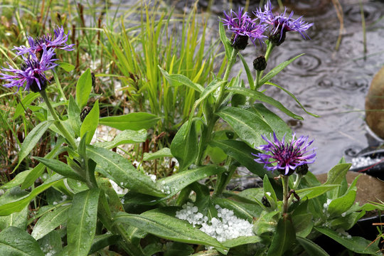 Ein heftiges Unwetter mit Hagel und &Uuml;berschwemmung