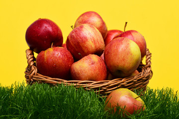 dieting and healthy food, vegetarian and vitamin, gardening and farming,