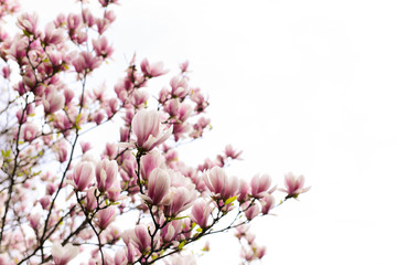 Blüte von Magnolienblüten im Frühling auf weißem Hintergrund