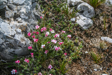 Obraz na płótnie Canvas Mountain flower Crimean Androsace