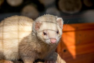 european white mink inside a cage looking strangely