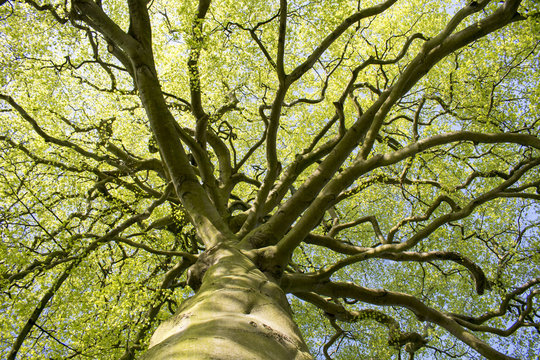 Oak Tree Looking Up From Below