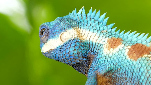 Closeup of wild lizard (Blue-crested Lizard) on the tree in tropical rain forest.