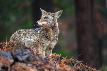 Coyote during snowfall at Yosemite National Park