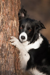 Portrait of the border collie