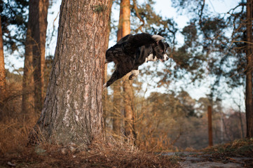 Jumping border collie