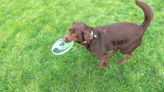 Domestic Labrador dog playing with frisbee in garden, super slow motion 240fps
