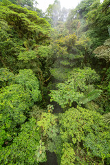 Obraz premium Lush rainforest canopy view
