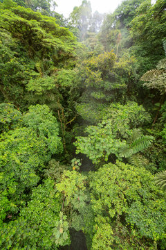 Fototapeta Lush rainforest canopy view