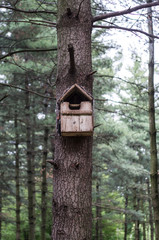 Providing wild birds to a suitable nest can encourage them to return to your garden
