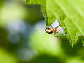 close up of a spider on a leaf outside in the spring day light macro bright