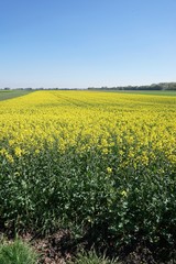 Obraz premium Frühling: gelbes Rapsfeld in grüner Landschaft