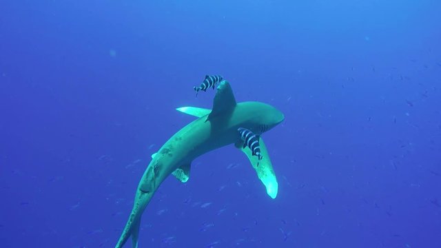 A Oceanic white tip shark or pelagic longimanus shark swimming at the surface of the Red Sea, Egypt