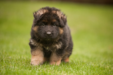 Walking cute german shepherd puppy
