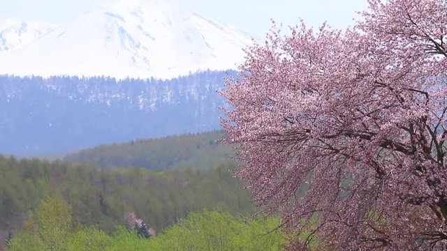 大雪山と桜の大木