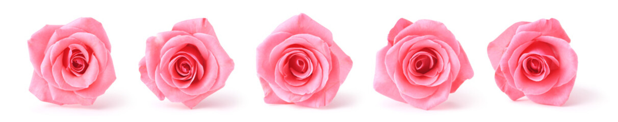 pink roses - obrazy, fototapety, plakaty