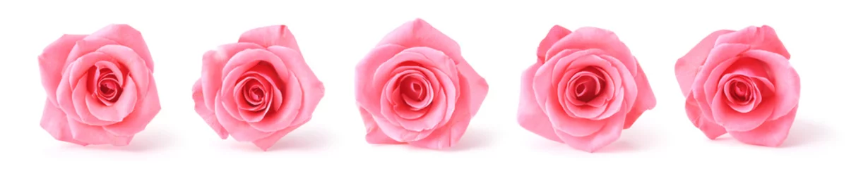 Foto op Aluminium roze rozen © thunder-st