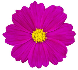 Purple cosmos flower isolated on white with clipping path